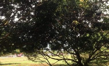 1 Hectare Residential Land For Sale in Sta Barbara Pangasinan