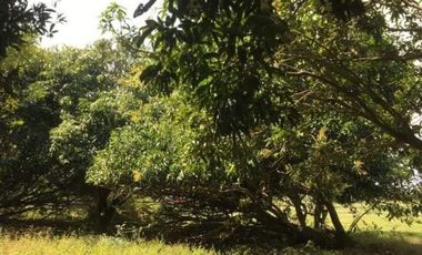 1 Hectare Residential Land For Sale in Sta Barbara Pangasinan