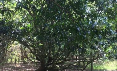 1 Hectare Residential Land For Sale in Sta Barbara Pangasinan