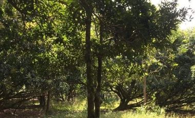 1 Hectare Residential Land For Sale in Sta Barbara Pangasinan