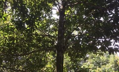 1 Hectare Residential Land For Sale in Sta Barbara Pangasinan