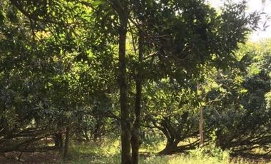 1 Hectare Residential Land For Sale in Sta Barbara Pangasinan