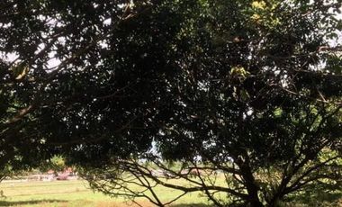 1 Hectare Residential Land For Sale in Sta Barbara Pangasinan