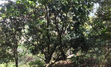 1 Hectare Residential Land For Sale in Sta Barbara Pangasinan