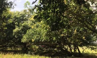 1 Hectare Residential Land For Sale in Sta Barbara Pangasinan