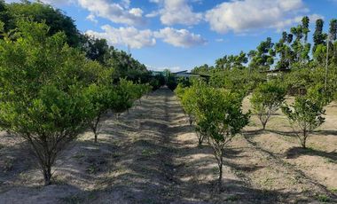 For Sale: 25,990 sqm Residential/ Farm Lots in Magalang, Pampanga!