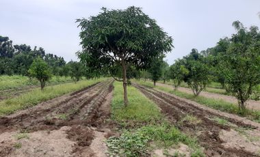 For Sale: 25,990 sqm Residential/ Farm Lots in Magalang, Pampanga!