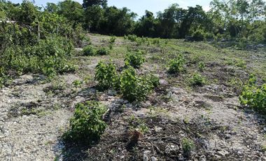 1,000sqm clean title lot in Dao Dauis walking distance to the white sand beach