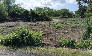 1,000sqm clean title lot in Dao Dauis walking distance to the white sand beach