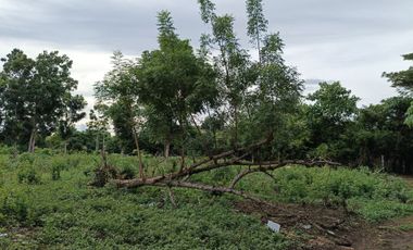 1991sqm clean title lot in Danao Panglao Bohol walking distance to the beach