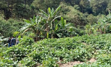 215 sqm Lot at Baguio City