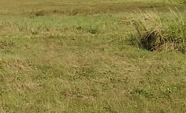 Lot for Lease Rent at Kawit Cavite near CAVITEX 4,469 square meters
