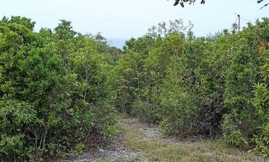 Overlooking 8,281sqm clean title lot n Tabalong Dauis Panglao Bohol 1200 per sqm