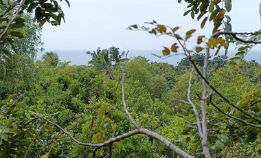 Overlooking 8,281sqm clean title lot n Tabalong Dauis Panglao Bohol 1200 per sqm