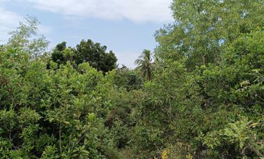 Overlooking 8,281sqm clean title lot n Tabalong Dauis Panglao Bohol 1200 per sqm