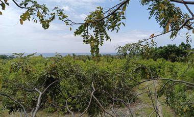 Overlooking 8,281sqm clean title lot n Tabalong Dauis Panglao Bohol 1200 per sqm