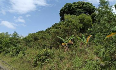 Overlooking 8,281sqm clean title lot n Tabalong Dauis Panglao Bohol 1200 per sqm