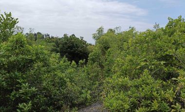 Overlooking 8,281sqm clean title lot n Tabalong Dauis Panglao Bohol 1200 per sqm