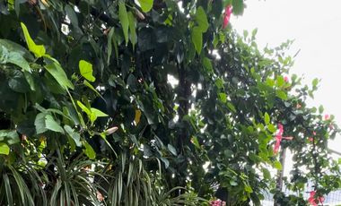 lot For sale 4114 A Feliciano St Ugong Valenzuela