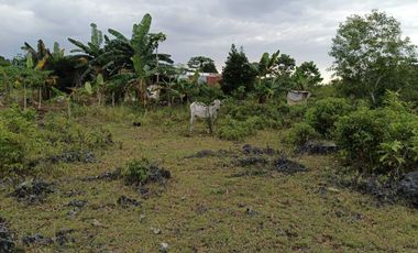 7305sqm title lot for sale in Tabalong Dauis Panglao with cave 2500 per sqm