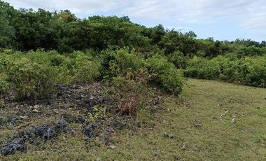 7305sqm title lot for sale in Tabalong Dauis Panglao with cave 2500 per sqm