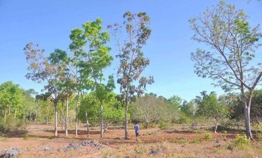 7305sqm title lot for sale in Tabalong Dauis Panglao with cave 2500 per sqm