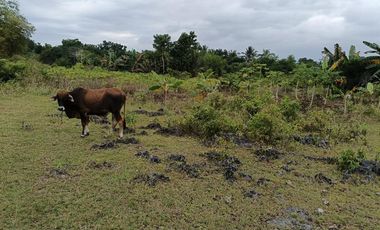 7305sqm title lot for sale in Tabalong Dauis Panglao with cave 2500 per sqm