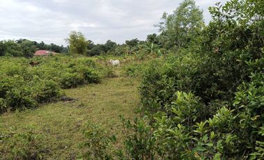 7305sqm title lot for sale in Tabalong Dauis Panglao with cave 2500 per sqm