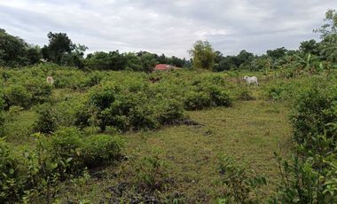 7305sqm title lot for sale in Tabalong Dauis Panglao with cave 2500 per sqm