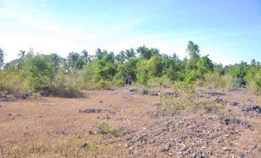 7305sqm title lot for sale in Tabalong Dauis Panglao with cave 2500 per sqm