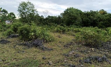 7305sqm title lot for sale in Tabalong Dauis Panglao with cave 2500 per sqm
