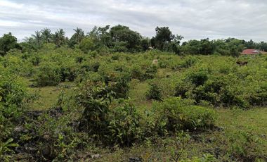 7305sqm title lot for sale in Tabalong Dauis Panglao with cave 2500 per sqm