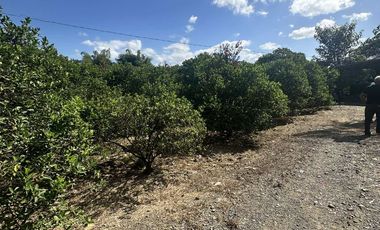 Farm for sale at Penaranda, Nueva Ecija