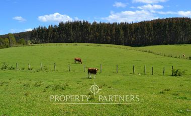Precioso campito de 5,34 ha con verdes praderas a 25 kilómetros de Fresia