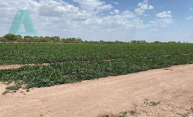 Venta de Rancho Agrícola por Cd. de Meoqui, Artbol