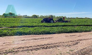Venta de Rancho Agrícola por Cd. de Meoqui, Artbol