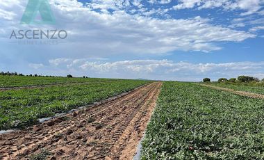 Venta de Rancho Agrícola por Cd. de Meoqui, Artbol