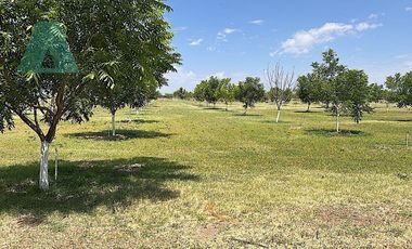 Venta de Rancho Agrícola por Cd. de Meoqui, Artbol