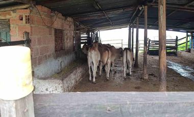En venta Encantadora Finca en Zipacón, Cundinamarca