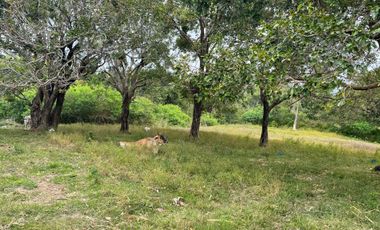 For Sale: Ocean View Lot in Dauin, Negros Oriental ID 14985