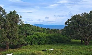 For Sale: Ocean View Lot in Dauin, Negros Oriental ID 14985