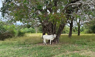 For Sale: Ocean View Lot in Dauin, Negros Oriental ID 14985