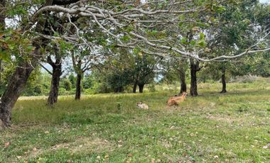 For Sale: Ocean View Lot in Dauin, Negros Oriental ID 14985