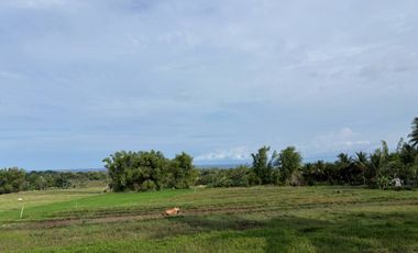 Farm Lot with Studio House For Sale  ID 14995