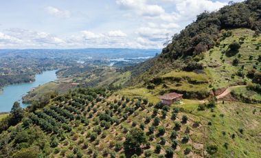 Venta finca de producción Guatape