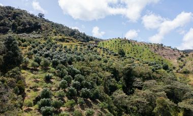 Venta finca de producción Guatape