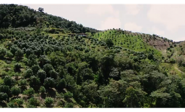 Venta finca de producción Guatape