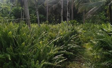 For Sale P600 per sqm only Flat Farm Land General Luna Siargao near Cloud 9