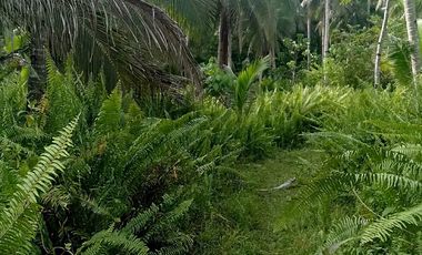 For Sale P600 per sqm only Flat Farm Land General Luna Siargao near Cloud 9