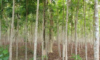 Land Rush Sale San Simon Farm Cagayan de Oro 4.6 Hectares suitable subdivision